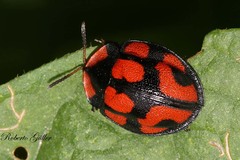 Botanochara angulata