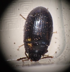 Platydema violacea