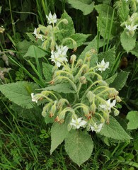 Borago officinalis