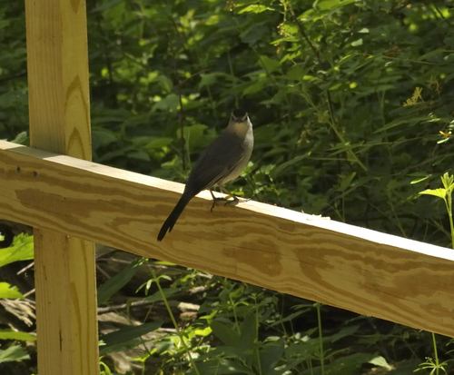 Gray Catbird photographed in Ohio
