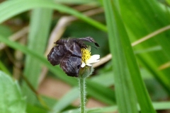 Helias phalaenoides