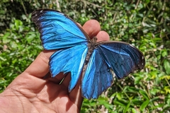 Morpho menelaus menelaus