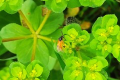 Arge cyanocrocea