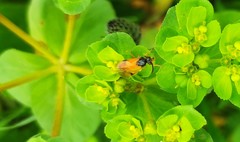Arge cyanocrocea