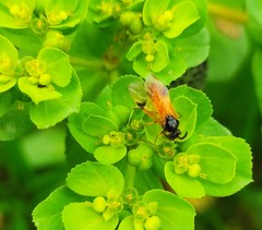 Arge cyanocrocea
