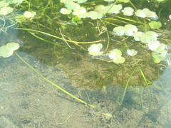 Ranunculus natans