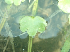 Ranunculus natans