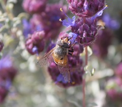 Copestylum haagii