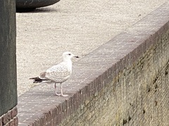 Larus argentatus