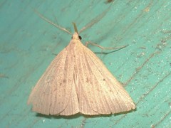 Macrochilo cribrumalis