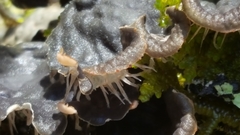 Peltigera degenii
