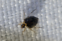 Peltodytes edentulus