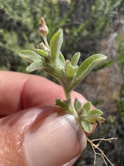 Gamochaeta stagnalis