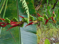 Heliconia schiedeana