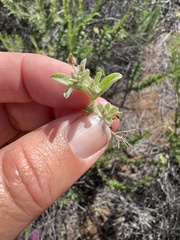 Gamochaeta stagnalis