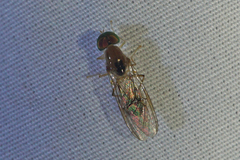 Sargus elegans