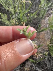 Gamochaeta stagnalis