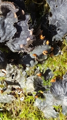 Peltigera degenii