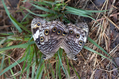 Paralethe dendrophilus junodi