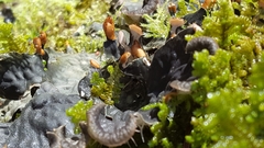 Peltigera degenii