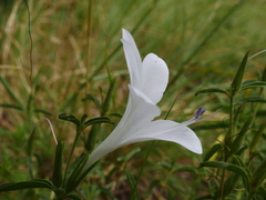 Barleria pretoriensis