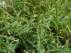 Barleria pretoriensis