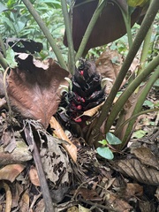 Heliconia reticulata