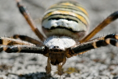 Argiope bruennichi