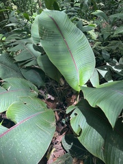 Heliconia reticulata