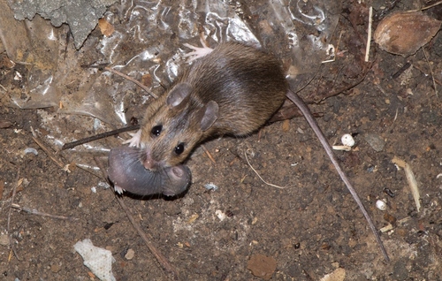 Yellow-necked Field Mouse