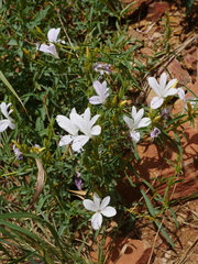 Barleria pretoriensis