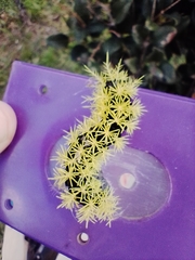 Leucanella viridescens
