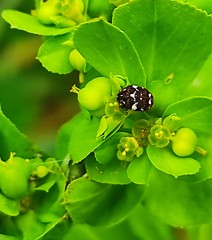 Anthrenus angustefasciatus