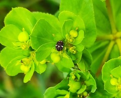 Anthrenus angustefasciatus