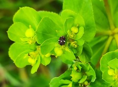 Anthrenus angustefasciatus