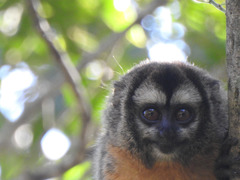 Aotus azarae