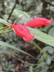 Hillia triflora