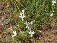 Barleria pretoriensis