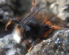 Osmia cornuta