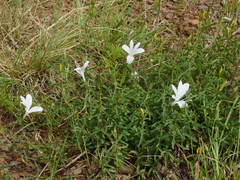 Barleria pretoriensis