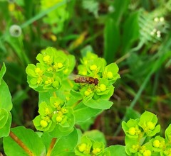 Episyrphus balteatus