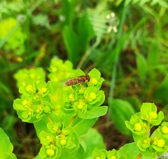Episyrphus balteatus