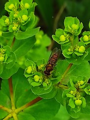 Episyrphus balteatus