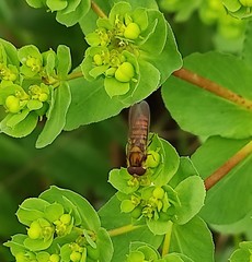 Episyrphus balteatus