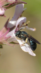 Ceratina floridana