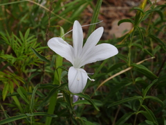 Barleria pretoriensis