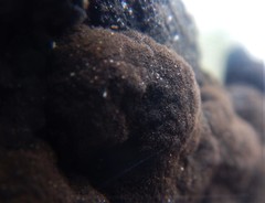 Hormiscium ericae