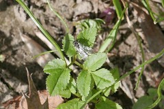 Sciapteryx consobrina