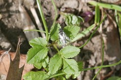 Sciapteryx consobrina