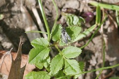 Sciapteryx consobrina